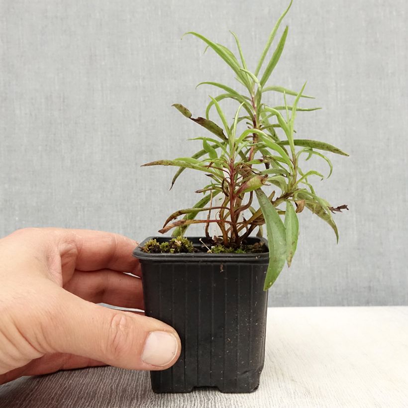 Amostra de Digitalis obscura Vaso de 8/9 cm tal como entregue na primavera