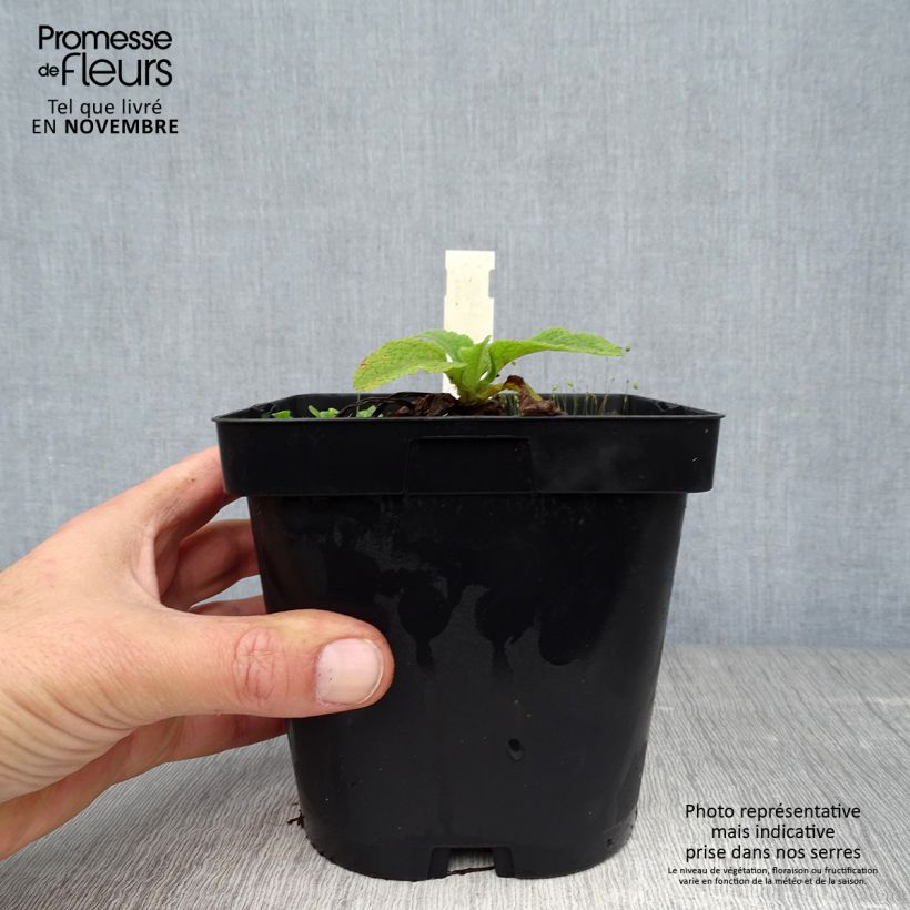 Amostra de Digitalis purpurea Alba Vaso de 2 L/3 L tal como entregue no outono