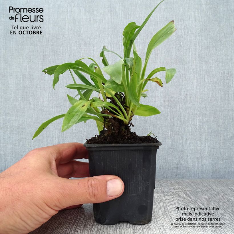 Amostra de Digitalis Spice Island Vaso de 8/9 cm tal como entregue no outono