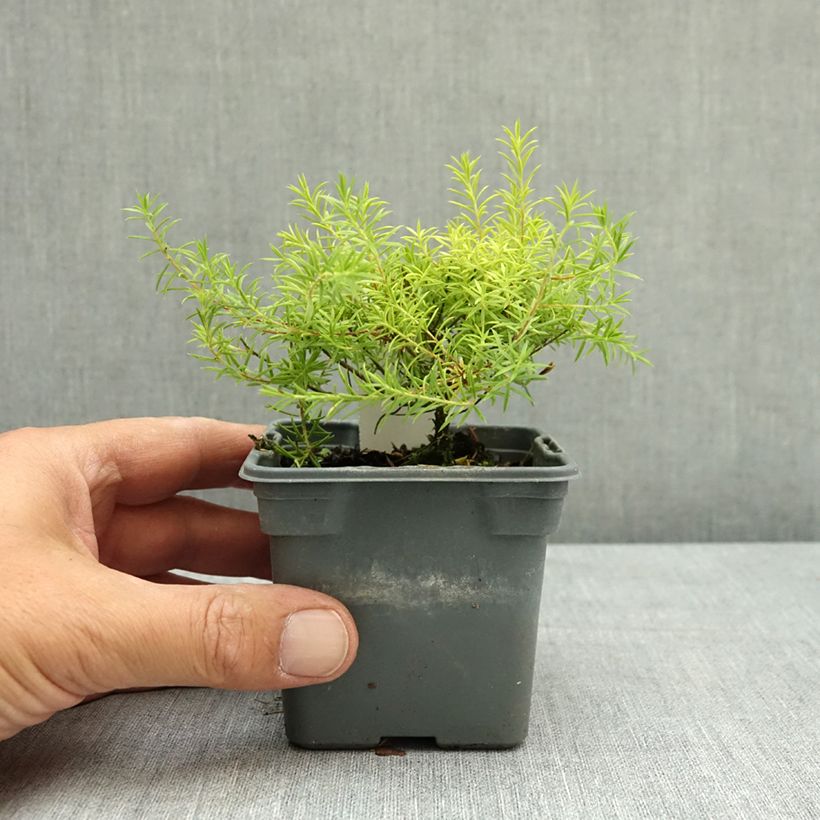 Amostra de Diosma hirsuta Sunset Gold Vaso de 8/9 cm tal como entregue no verão