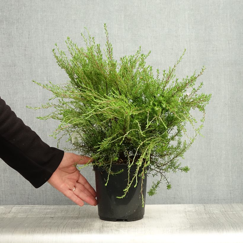 Amostra de Diosma hirsuta Pink Diamond Vaso de 2 L/3 L tal como entregue no outono