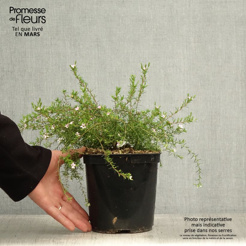 Amostra de Diosma hirsuta Pink Diamond Vaso de 2 L/3 L tal como entregue na primavera