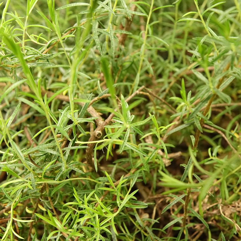Diosma hirsuta Pink Diamond (Folhagem)
