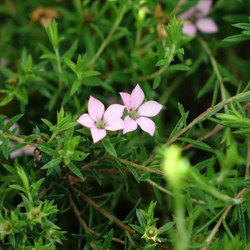 Diosma hirsuta Pink Diamond (Floração)