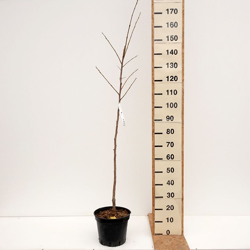 Amostra de Diospyros kaki Costata - Plaqueminier Vaso de 7,5 L/10 L, Copo tal como entregue no outono