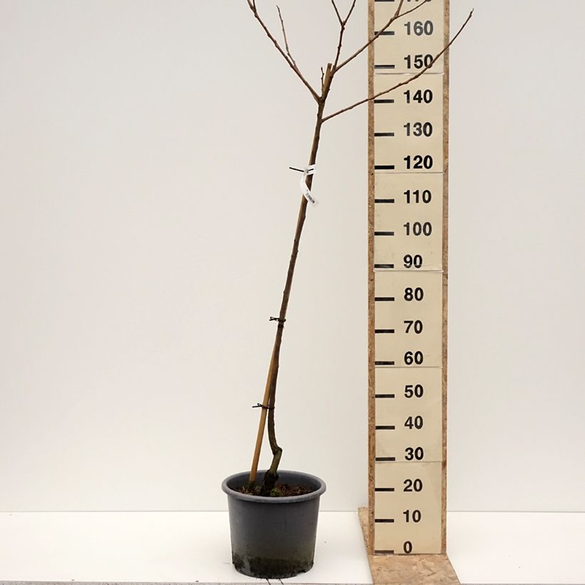 Amostra de Diospyros kaki Fuyu - Plaqueminier - Kaki pomme Vaso de 12 L/15 L, Meia haste tal como entregue no inverno