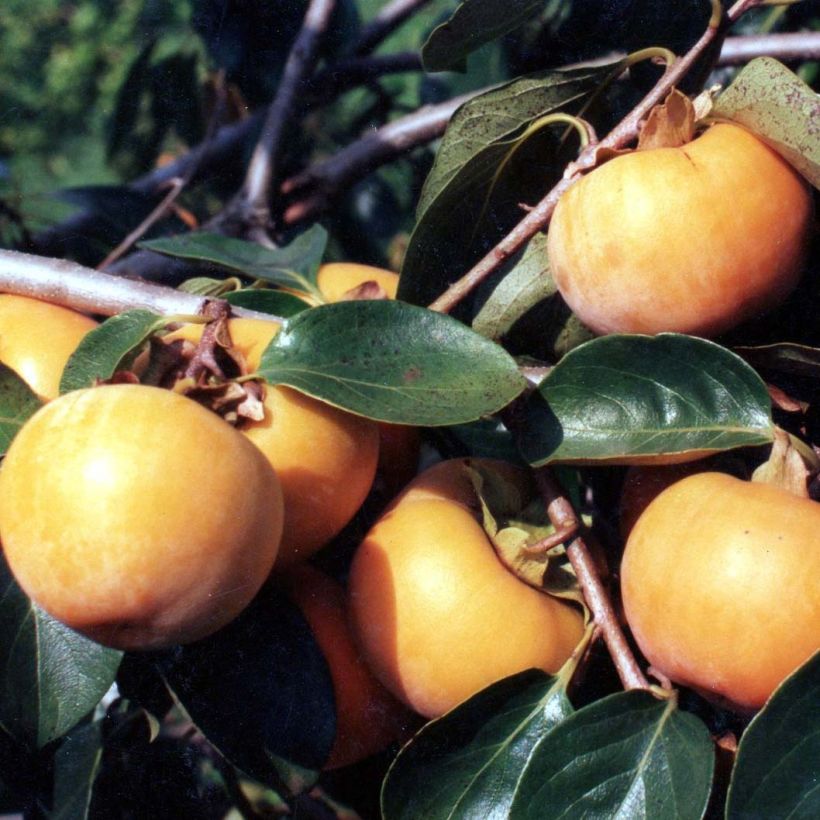 Diospireiro Tipo - Diospyros kaki (Colheita)