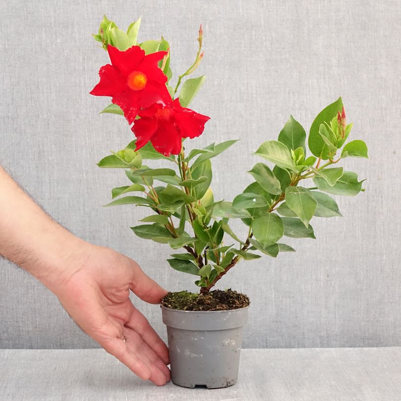 Amostra de Dipladénia BELLA Compact Vermelho Vaso de 10 cm/11 cm tal como entregue no outono