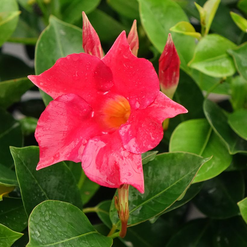 Dipladénia BELLA Compact Vermelho (Floração)