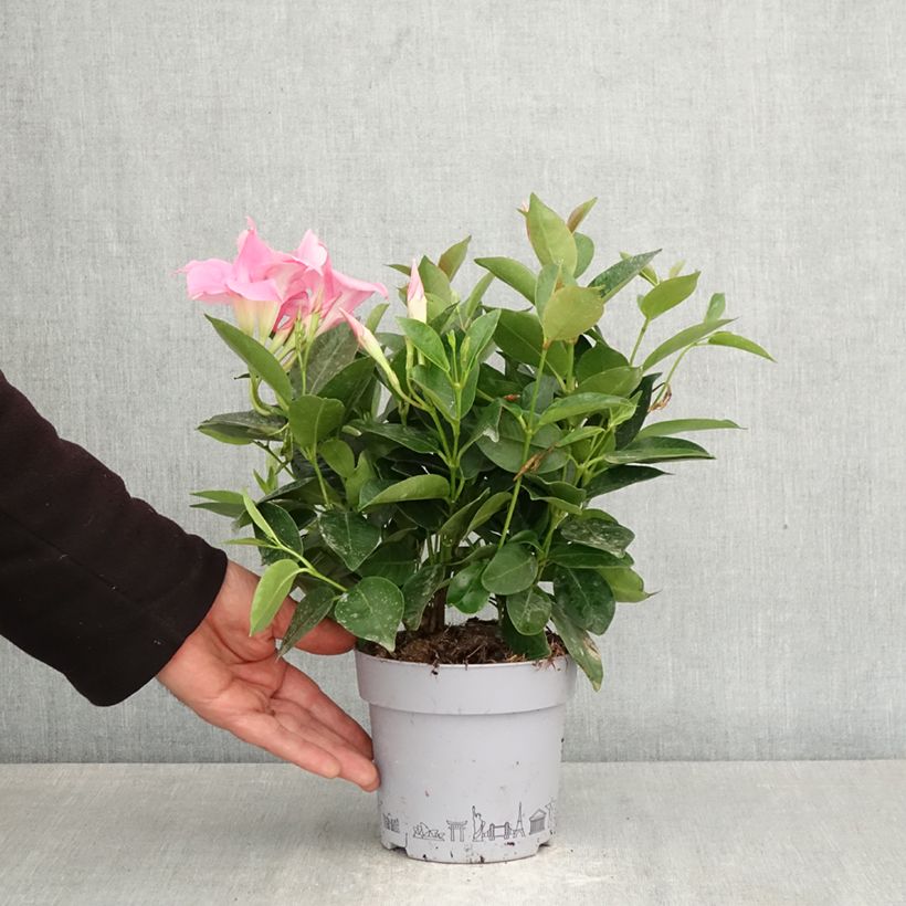 Amostra de Dipladénia BELLA Pink Vaso de 1 L/1,5 L tal como entregue na primavera