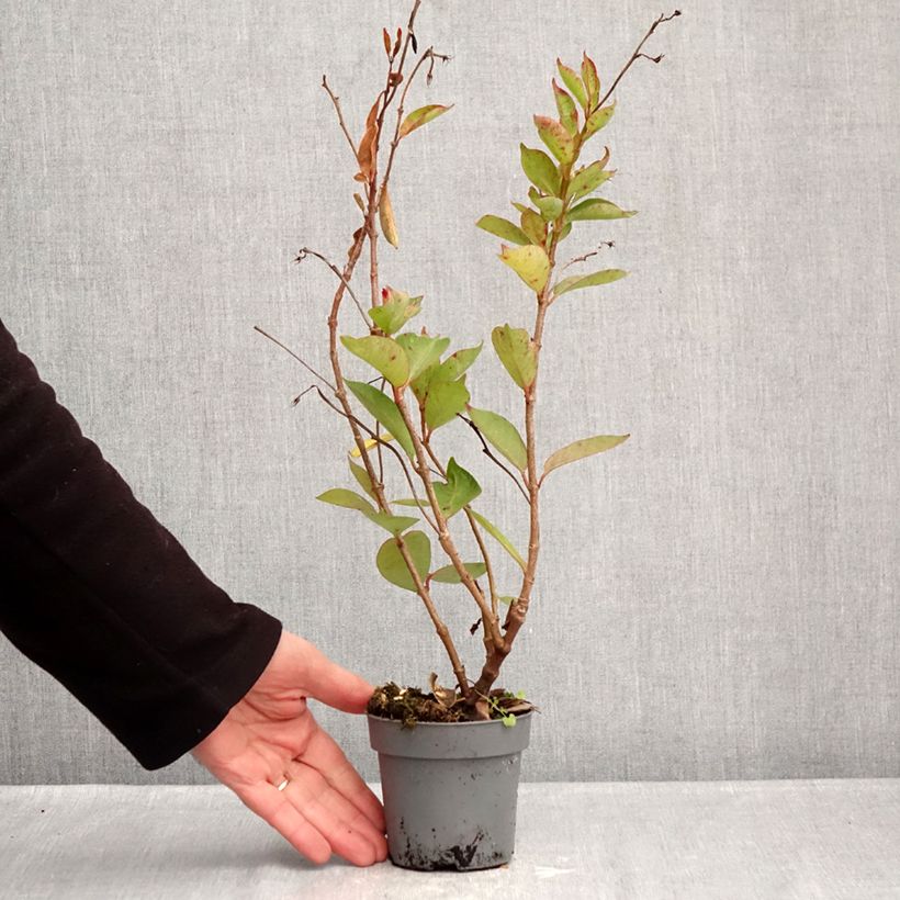 Amostra de Dipladénia BELLA Pink Star Vaso de 12 cm/13 cm tal como entregue no inverno