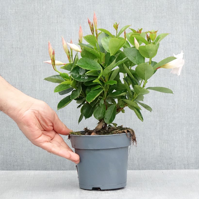 Amostra de Dipladénia BELLA White Pot de 12 cm / 13 cm tal como entregue na primavera