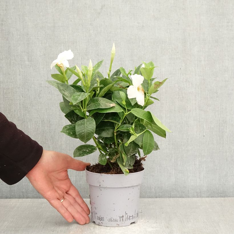Amostra de Dipladénia BELLA Branco Vaso de 1 L/1,5 L tal como entregue na primavera