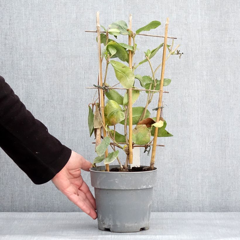 Amostra de Dipladenia diamantina Agate mini Strawberry red - Mandevilla Pot de 1,5L/2L tal como entregue no inverno