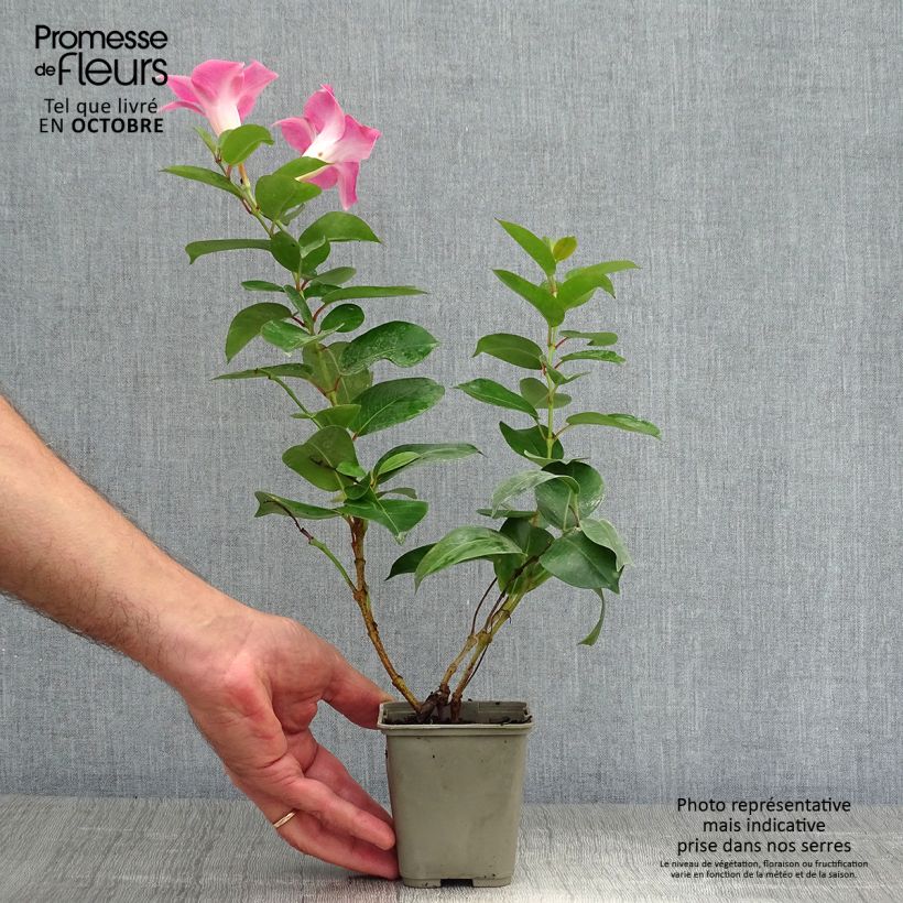 Amostra de Dipladénia Diamantina Jade Rose Vaso de 2 L/3 L tal como entregue no outono