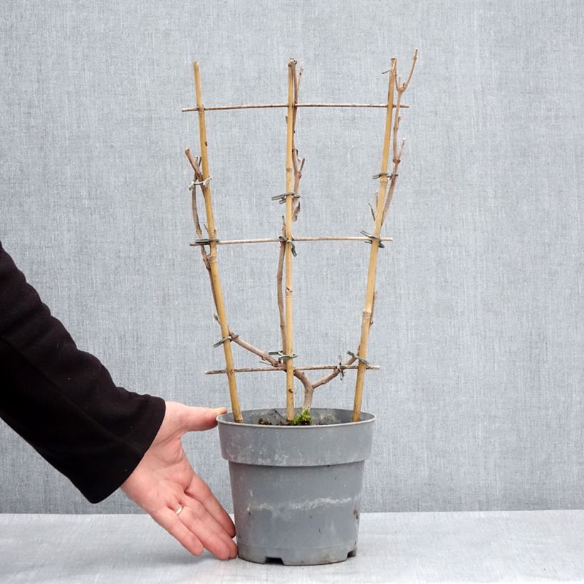 Amostra de Dipladénia Diamantina Jade Rose Vaso de 2 L/3 L tal como entregue na primavera