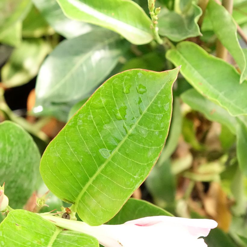 Dipladénia Diamantina Jade Rose (Folhagem)