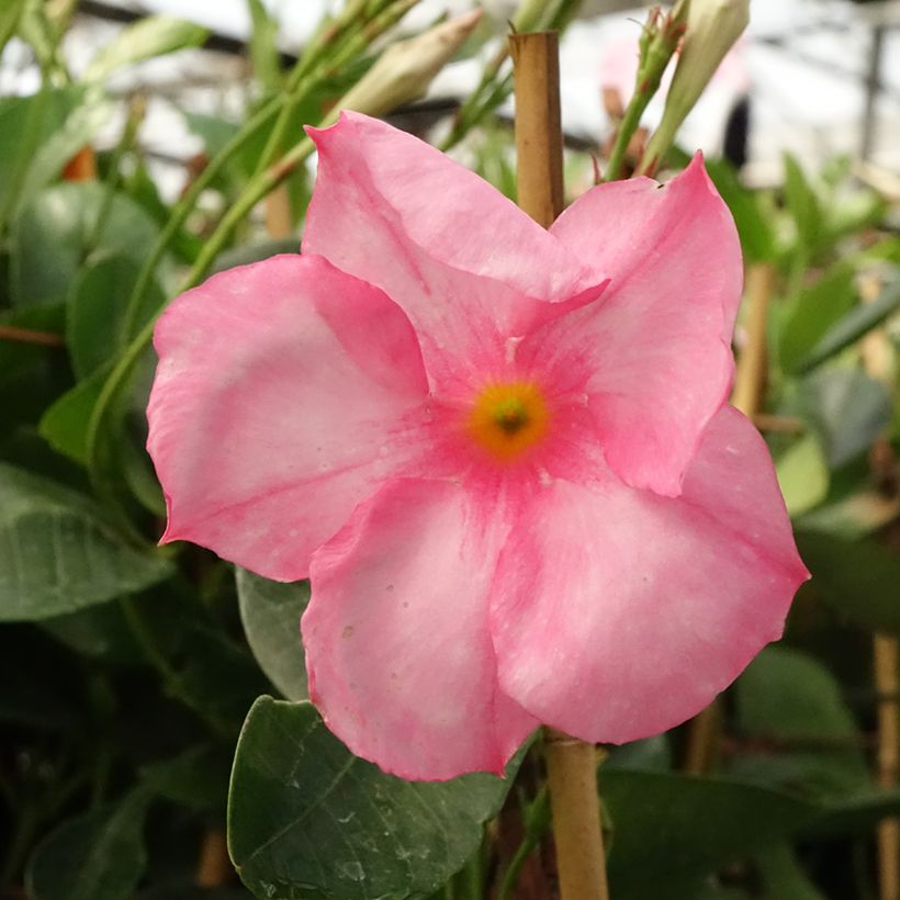 Dipladénia Diamantina Jade Rose (Floração)
