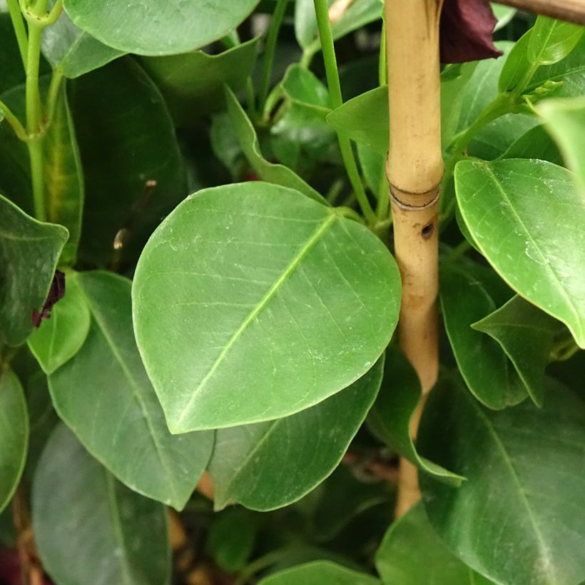 Dipladénia Diamantina Jade XXL Red (Folhagem)
