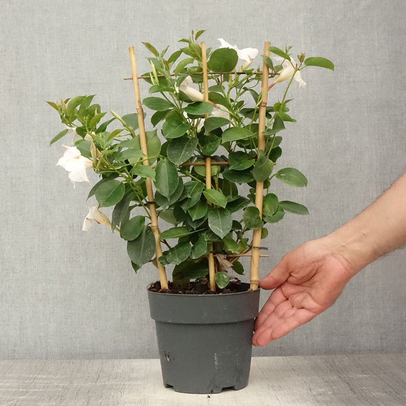 Amostra de Dipladenia diamantina Jade XXL White - Mandevilla Pot de 1,5L/2L tal como entregue no verão