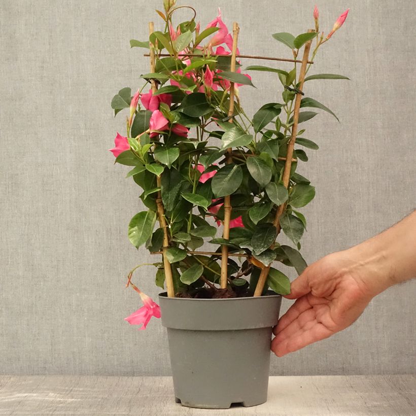 Amostra de Dipladenia Diamantina Opale Fuchsia Flammé  Pot de 2L/3L tal como entregue no verão