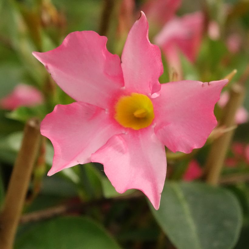 Dipladénia Diamantina Opale Fuchsia Flammé (Floração)