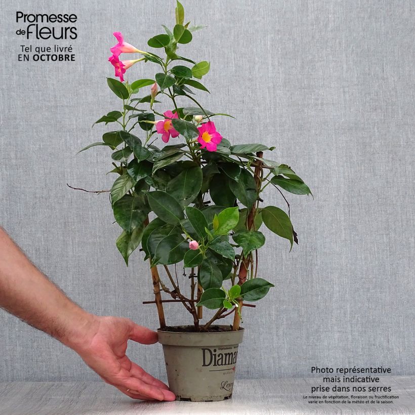 Amostra de Dipladénia Diamantina Quartz Pink & Yellow Vaso de 1 L/1,5 L tal como entregue no outono
