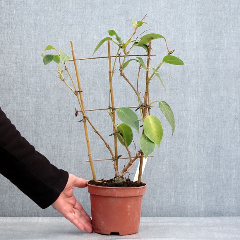 Amostra de Dipladenia Diamantina Quartz Pink & Yellow Pot de 1L/1,5L tal como entregue no inverno