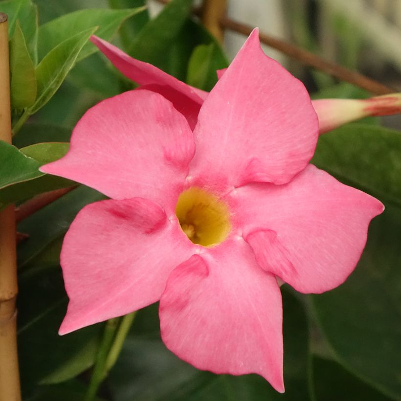 Dipladénia Diamantina Tourmaline Fuchsia Intense (Floração)