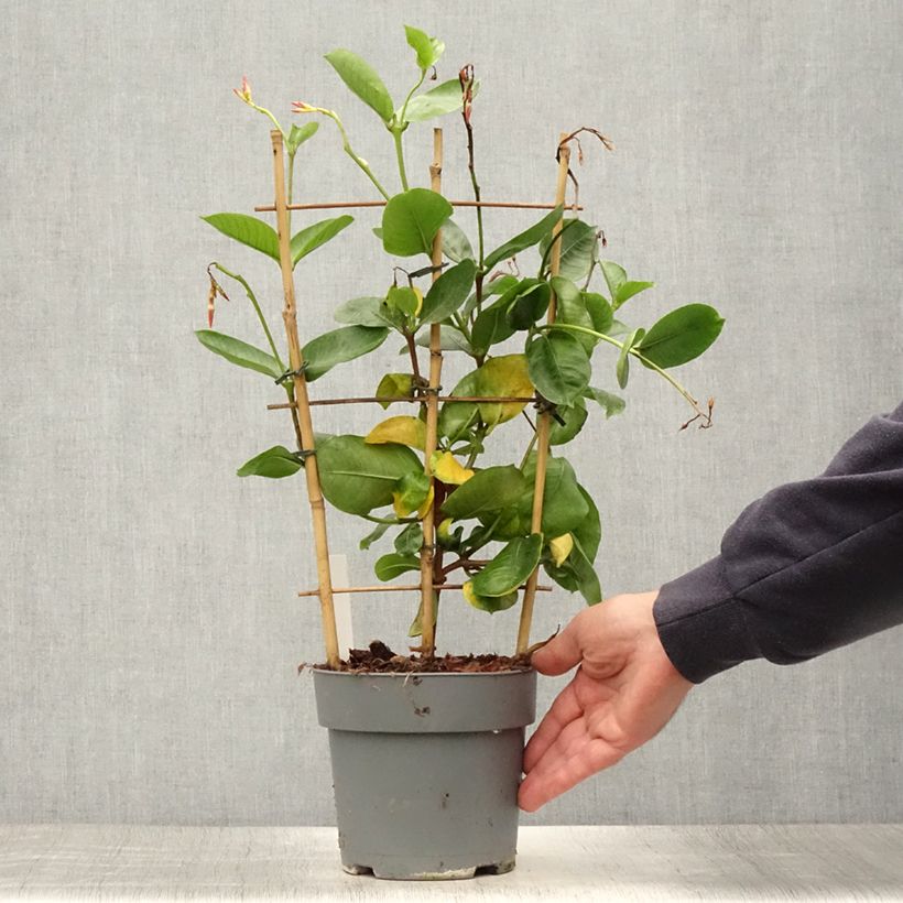 Amostra de Dipladenia Diamantina Tourmaline fuchsia intense - Mandevilla Pot de 1,5L/2L tal como entregue no verão