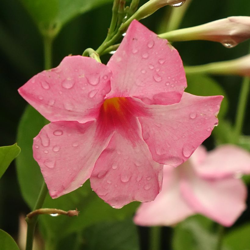 Dipladénia Diamantina Tourmaline Pink (Floração)