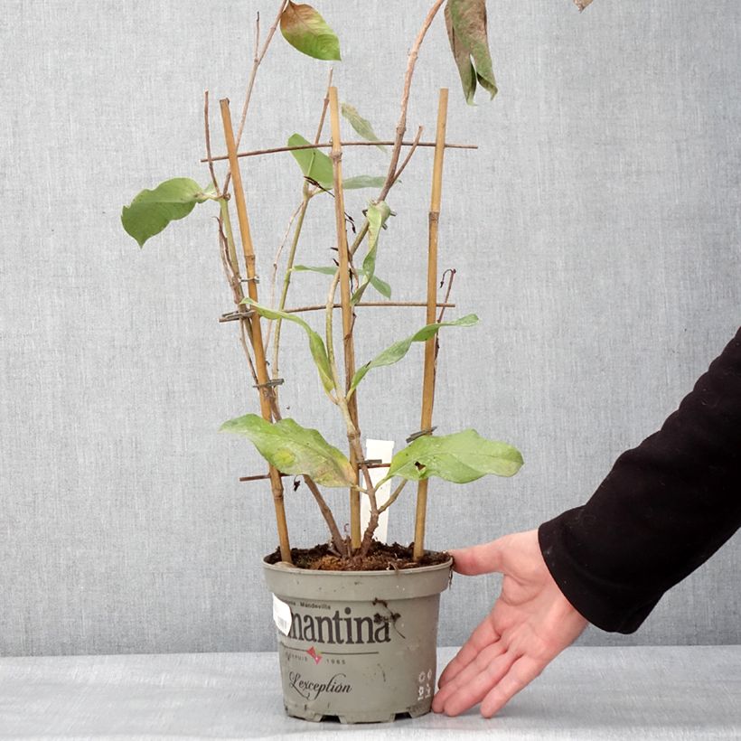 Amostra de Dipladenia Diamantina Tourmaline Pink - Mandevilla Pot de 1,5L/2L tal como entregue no inverno