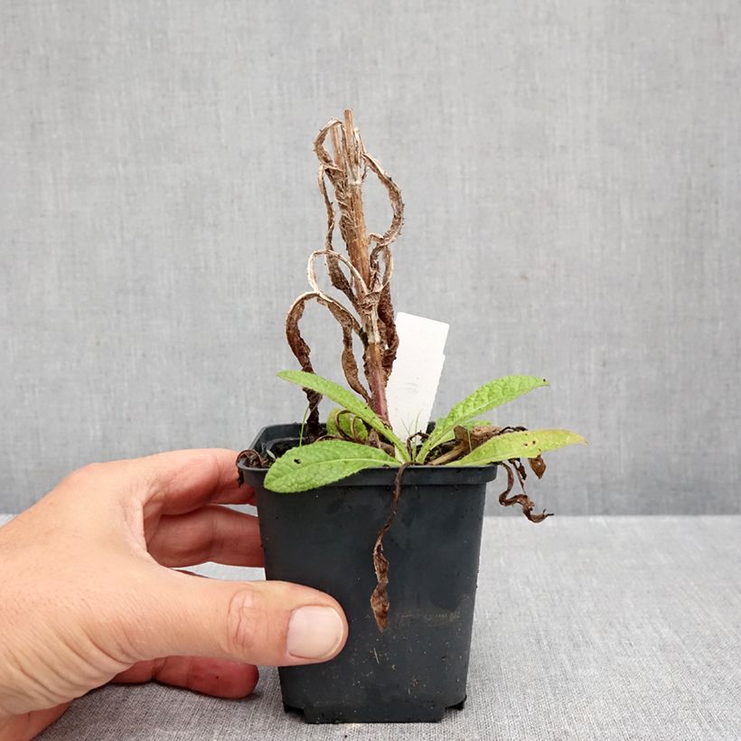 Amostra de Dipsacus fullonum Vaso de 8/9 cm tal como entregue no outono