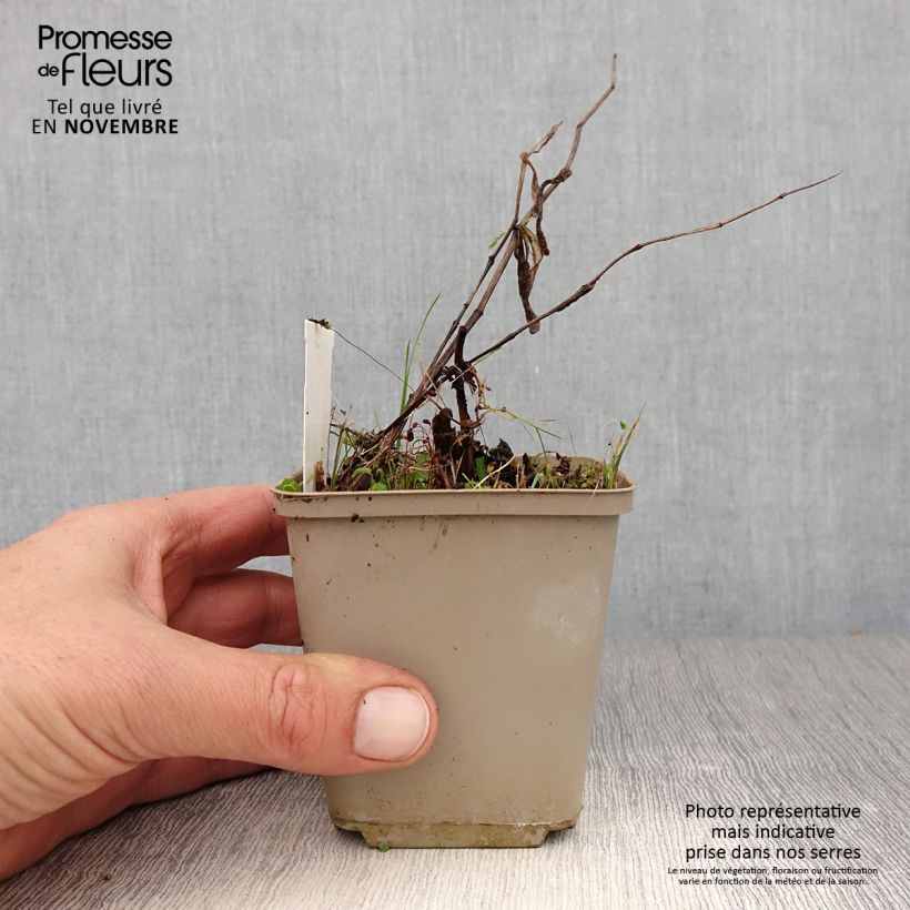 Amostra de Disporum cantoniense Green Giant Vaso de 10 cm/11 cm tal como entregue no outono