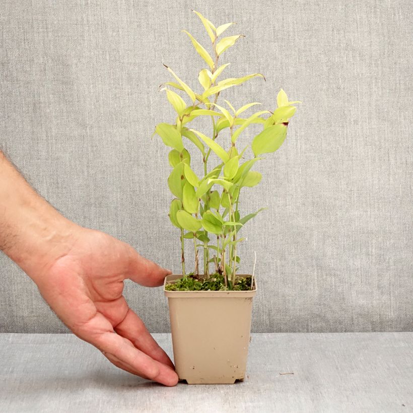 Amostra de Disporum cantoniense Green Giant Vaso de 10 cm/11 cm tal como entregue no verão