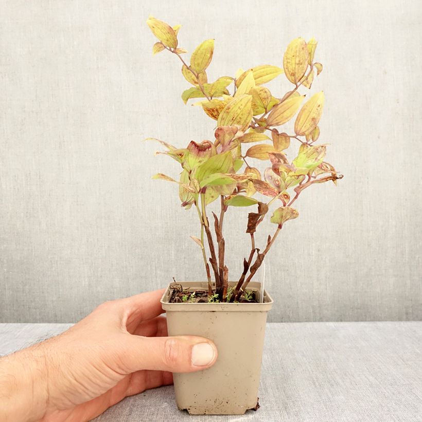 Amostra de Disporum megalanthum Vaso de 8/9 cm tal como entregue no outono