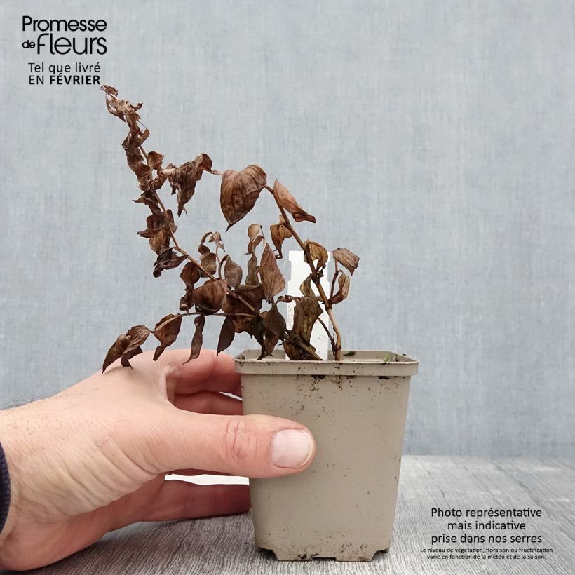 Amostra de Disporum megalanthum - Cloche des fées Godet de 8/9 cm tal como entregue no inverno