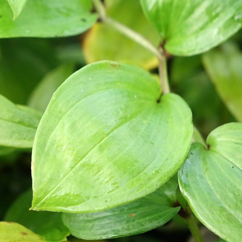 Disporum megalanthum (Folhagem)