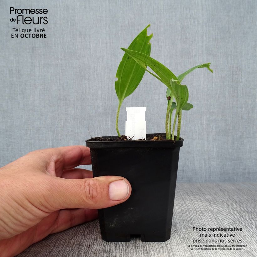 Amostra de Disporum sessile Vaso de 8/9 cm tal como entregue no outono