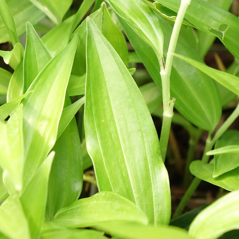 Disporum sessile (Folhagem)