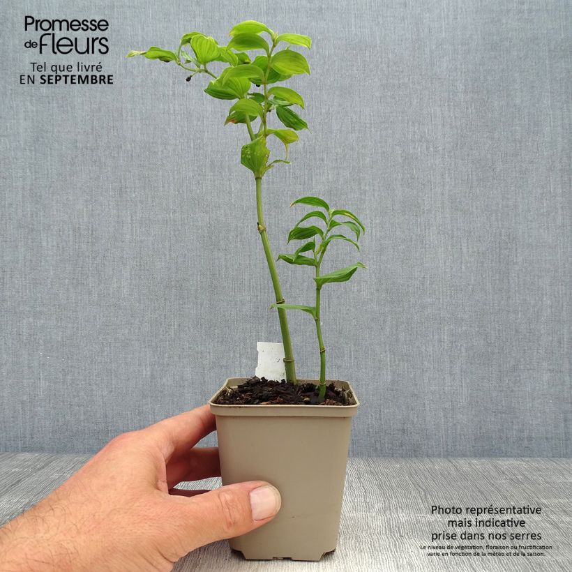 Amostra de Disporum uniflorum Vaso de 8/9 cm tal como entregue no outono