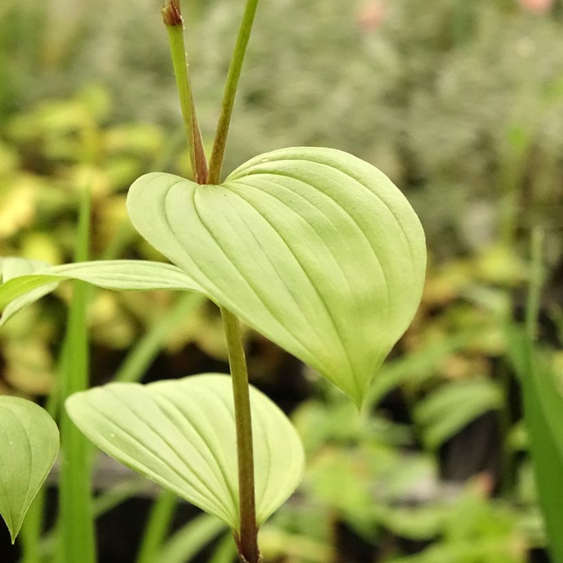 Disporum uniflorum (Folhagem)