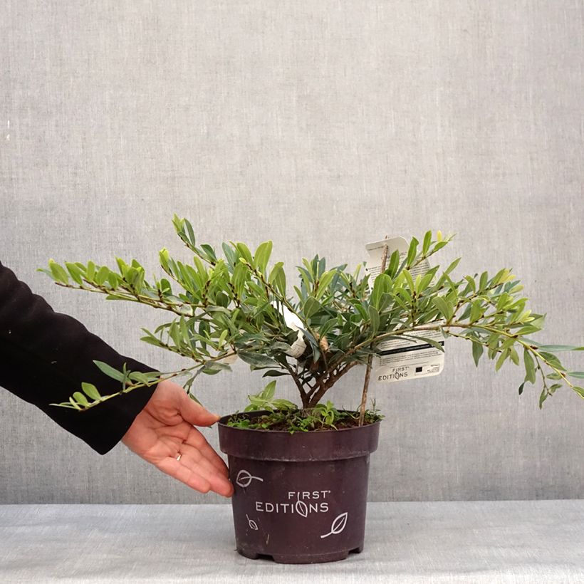 Amostra de Distylium Cinnamon Girl Vaso de 3 L/4 L tal como entregue no inverno