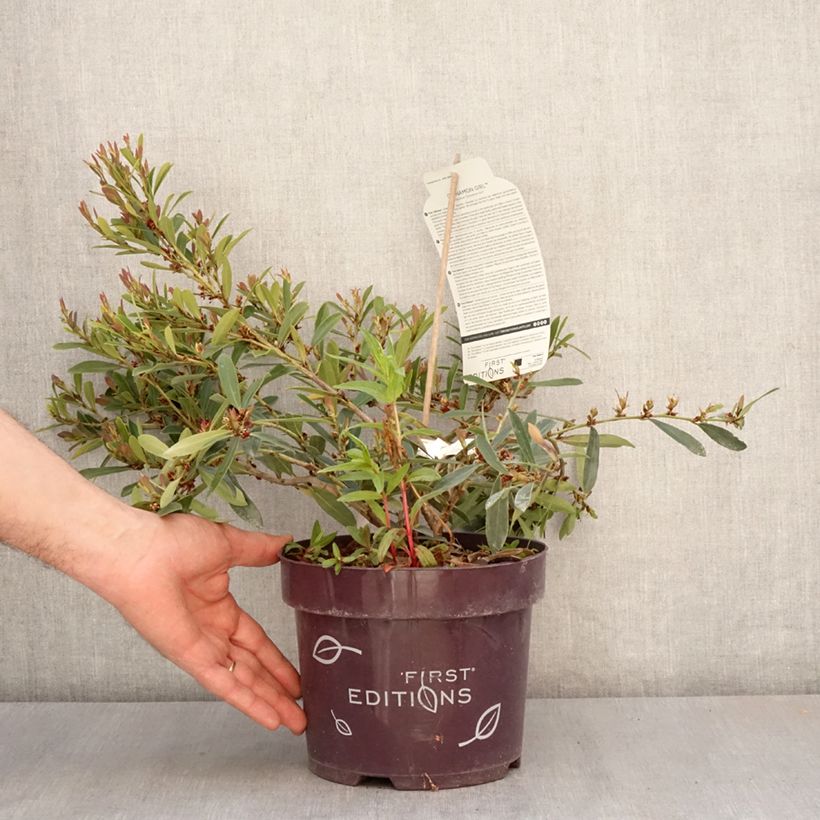 Amostra de Distylium Cinnamon Girl Vaso de 3 L/4 L tal como entregue na primavera