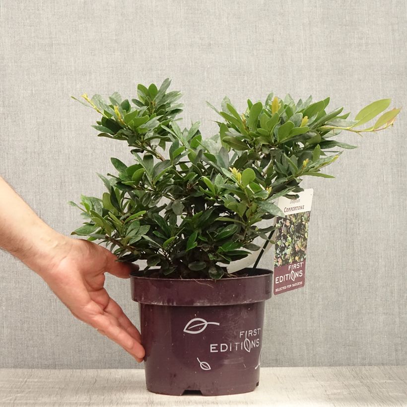 Amostra de Distylium Coppertone Vaso de 2 L/3 L tal como entregue no verão