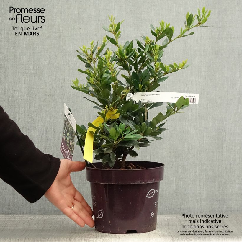 Amostra de Distylium Coppertone Vaso de 2 L/3 L tal como entregue na primavera