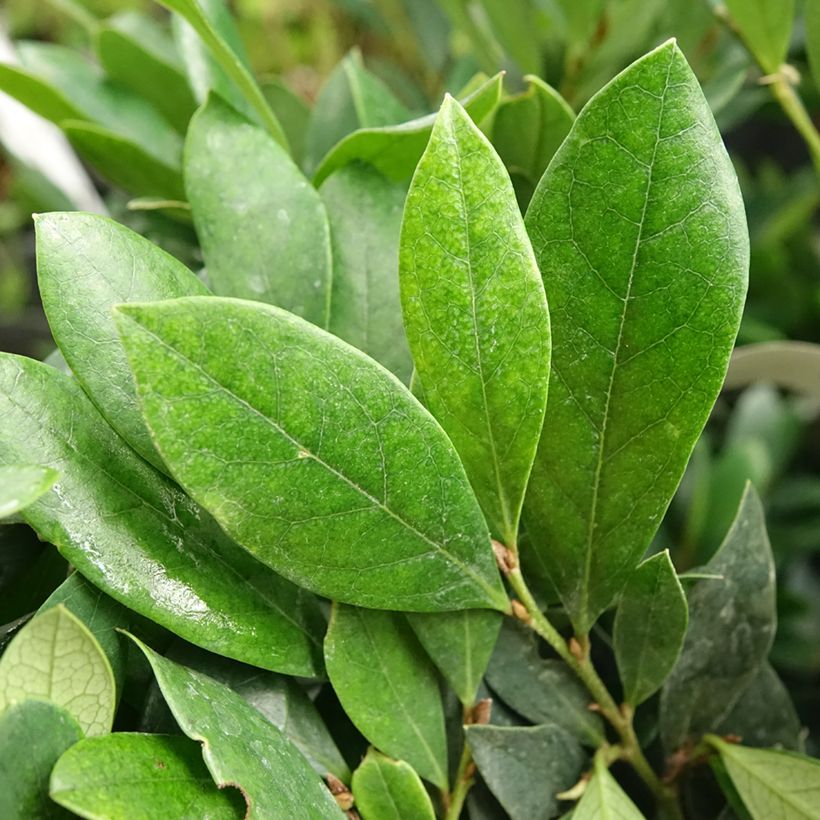 Distylium Coppertone (Folhagem)