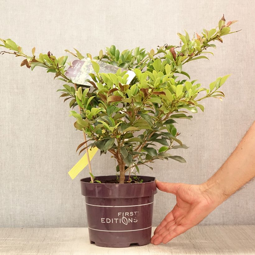 Amostra de Distylium Linebacker Vaso de 3 L/4 L tal como entregue no verão