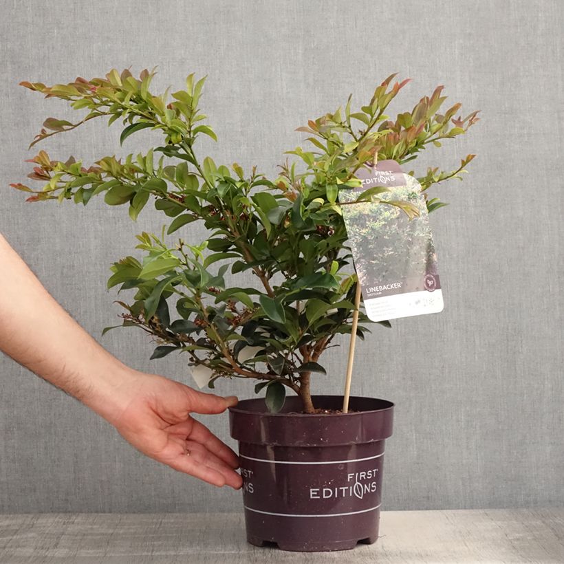 Amostra de Distylium Linebacker Vaso de 3 L/4 L tal como entregue na primavera