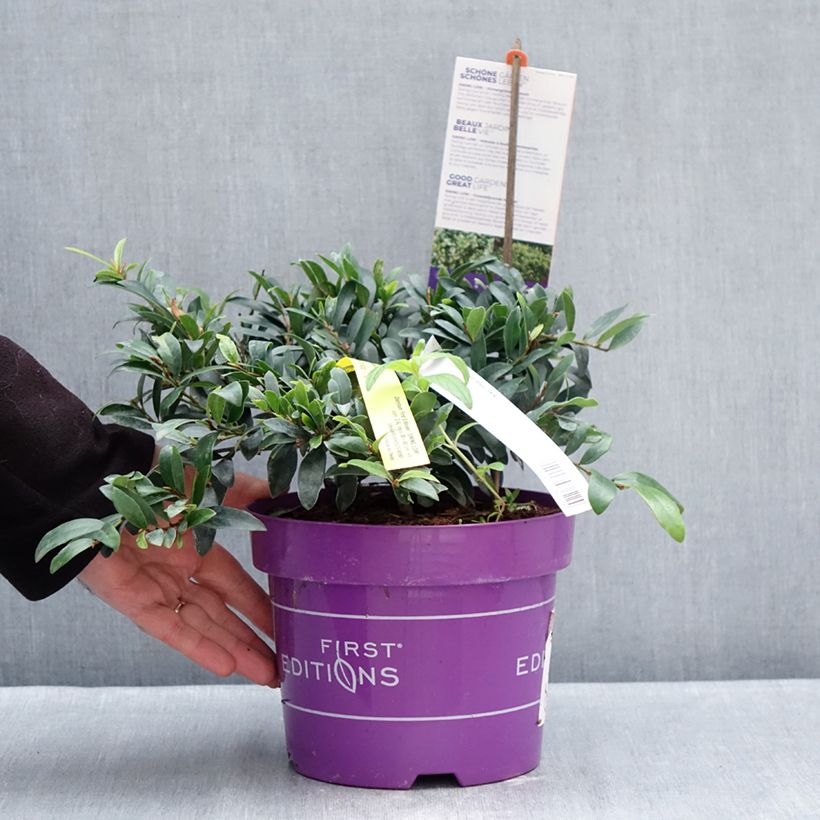 Amostra de Distylium Swing Low Vaso de 3 L/4 L tal como entregue no inverno